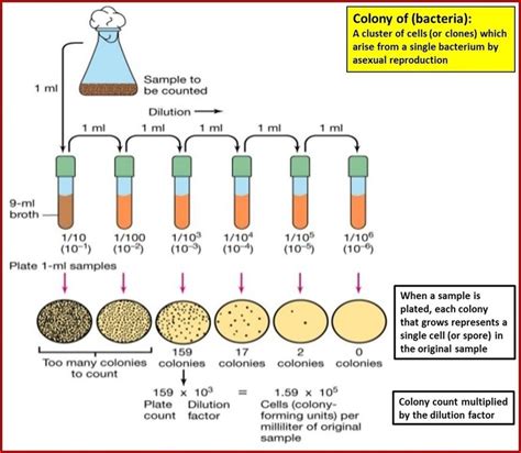 1001 questions with answers in BACTERIAL CELL CULTURE | Scientific method