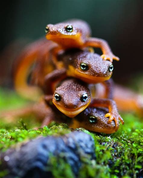 119 best ideas about Newts and Axoloti on Pinterest | Smooth, Walking ...