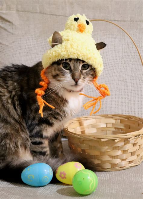 Easter Hat for Cats Easter Chick Cat Hat Funny Easter Chick | Etsy