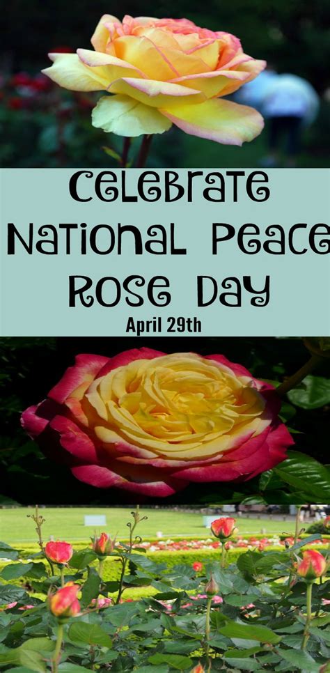 Peace rose Archives - Western Garden Centers