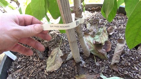 The Best AVOCADO: growing 8 different trees in central California (it gets harder then you think ...