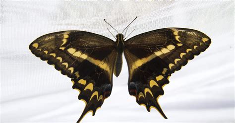 Life cycle of rare Schaus' swallowtail butterflies - CBS News