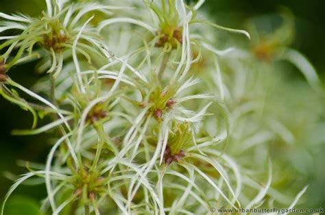 Old Man's Beard (Clematis Vitalba) | Urban Butterfly Garden