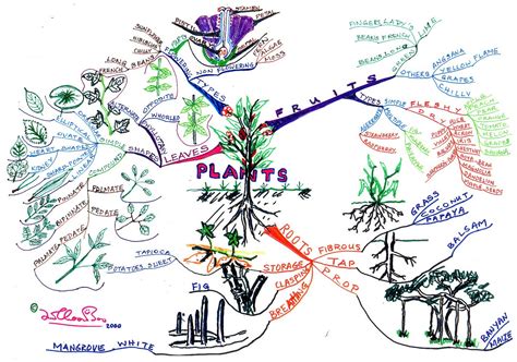 Learn to be a Mindmapper - Lim Choon Boo: My Mind Map on a Primary 4 Science Topic on Plants
