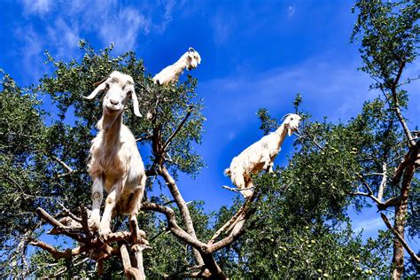 Discover Can Goats Climb Trees? - AZ Animals