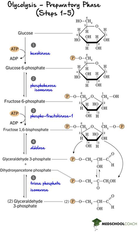 Glycolysis Steps Biochemistry