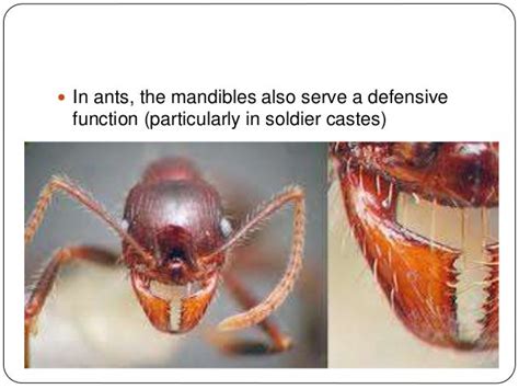 Insect Mouthparts