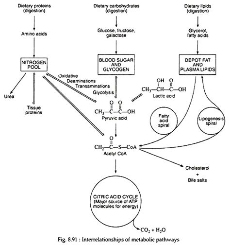 Interrelationships of Metabolic Path­ways | Biochemistry