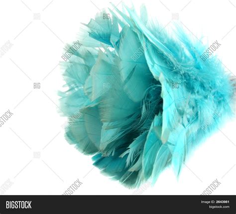 Feather Duster Image & Photo (Free Trial) | Bigstock