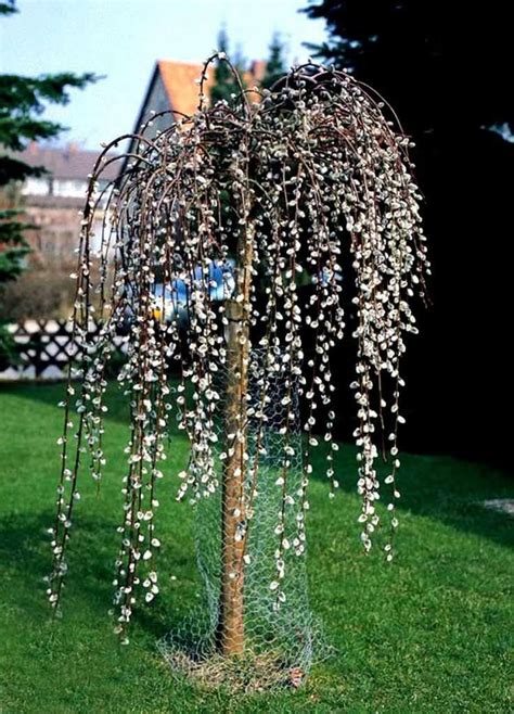 Miniature Weeping Willow / We've made it our thing to come up with creative ways to spin the ...