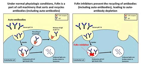 Fcrn Inhibitors To Treat Autoimmune Conditions | Perspectives | Driehaus Capital Management