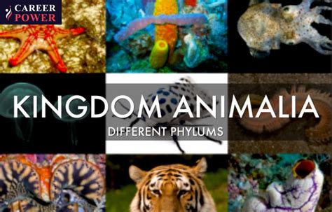 Animal Kingdom Examples