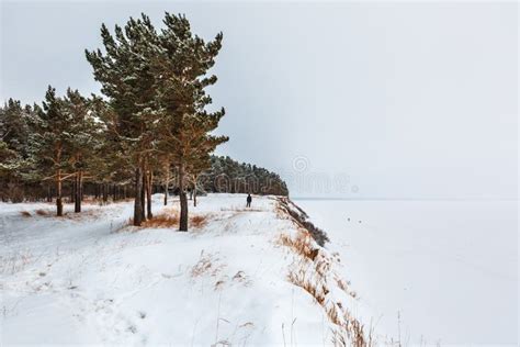 The Ob River Coast in Winter. Novosibirsk Region, Western Siberia ...