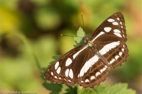 Wild Nepal - Celebrating Nepal's wildlife - Wildlife of Nepal - Wild Nepal