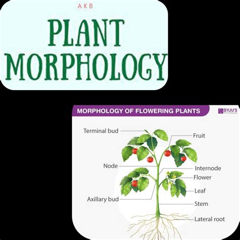 International Journal of Research (IJR) — Plant morphology