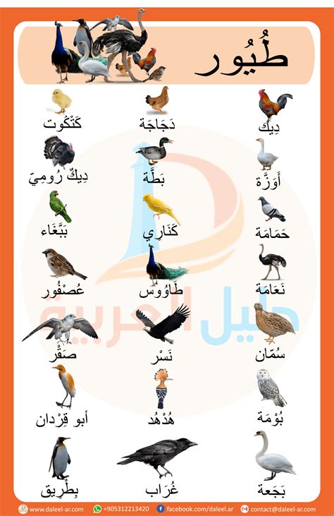 Course: Miscellaneous topics , Section: Birds in Arabic | Learning arabic, Arabic kids, Arabic ...
