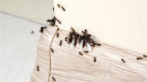 Ants In Bedroom - Home Design Ideas