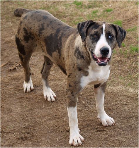 Catahoula Bulldog - Breeders, Puppies, Pictures, Facts, lifespan ...