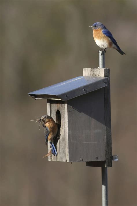 The Bluebird Nest: Eastern Bluebird Nesting & Mating Habits - Daily Birder