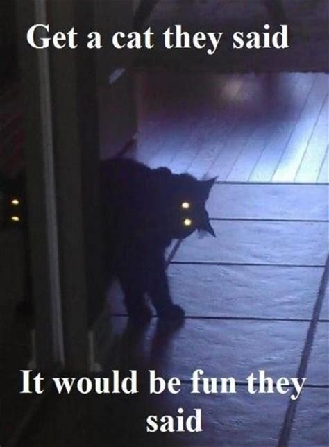 jinx.....we're not alone....black cat owners unite against their evil forces | Funny pictures ...