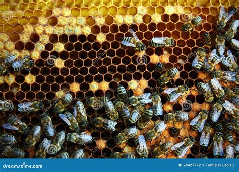 Honeycomb With Bees Stock Photography - Image: 24427772