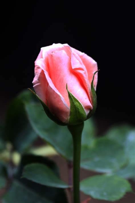 Rose button by Cristobal Garciaferro Rubio / 500px | Beautiful flowers ...