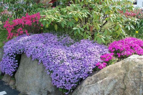 Cover your garden with a blanket of phlox | Low maintenance plants, Perennials, Flowers perennials