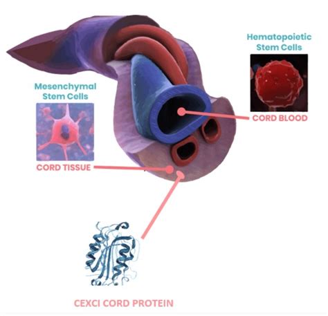 Umbilical Cord Blood Banking: Cost & Benefits | Tissue Companies