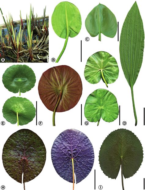 Leaf morphology and venation pattern of some living aquatic angiosperm... | Download Scientific ...