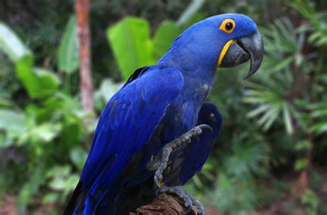 hyacinth-macaw