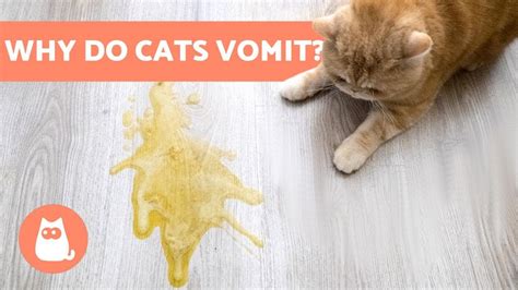 Types Of Cat Vomit White - YASWMY