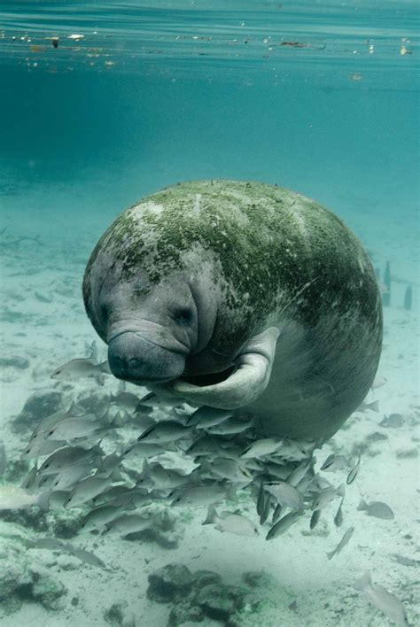 Free picture: manatee, trichechus manatus latirostris, up-close ...