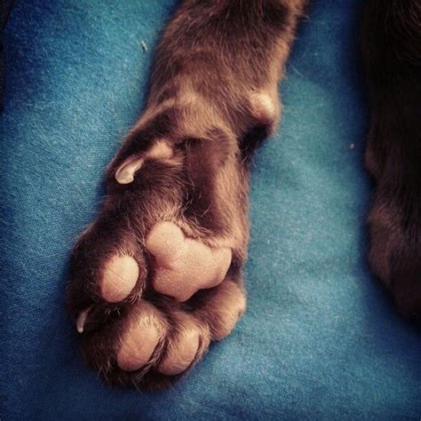 Pawmestry: the art of reading toe beans | The Cat Connection