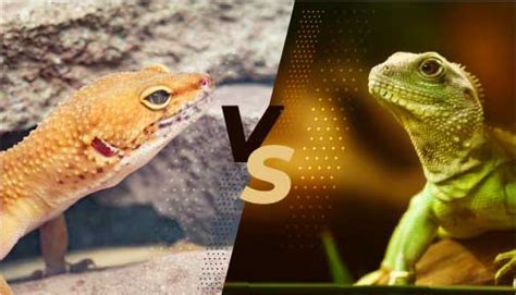 Gecko vs. Lizard: Which One Makes a Great Pet?