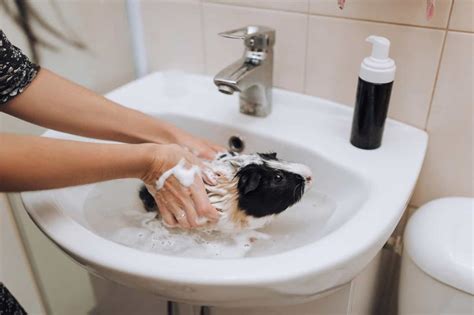 How to Bathe a Guinea Pig (2024 Complete Guide)