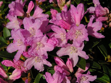 Lepidote Rhododendrons | Flickr