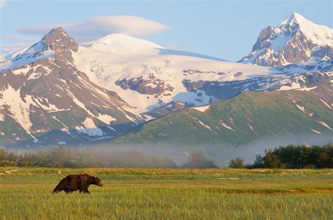 Hallo Bay, Katmai National Park and Preserve is home to many brown bears. | Expeditions Alaska