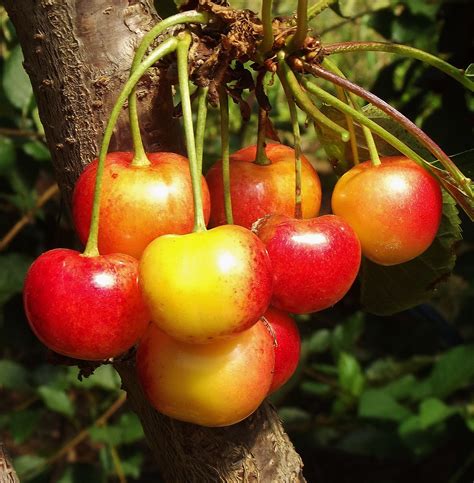 Yellow Cherry / Prunus avium 'Rainier' | Beautiful fruits, Fruit, Prunus