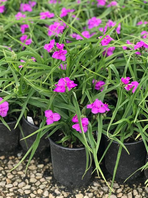 Spiderwort, Concord Grape - Campbell's Nursery