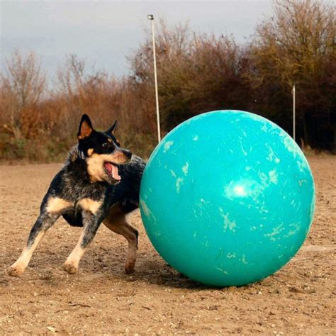 Blue Heeler Dog Breed Temperament Diet And Training - Platpets ...