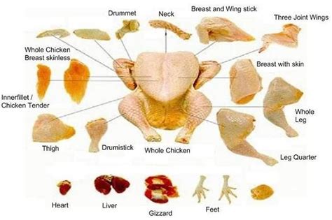 parts of a chicken heart - Yahoo Search Results Yahoo Image Search Results