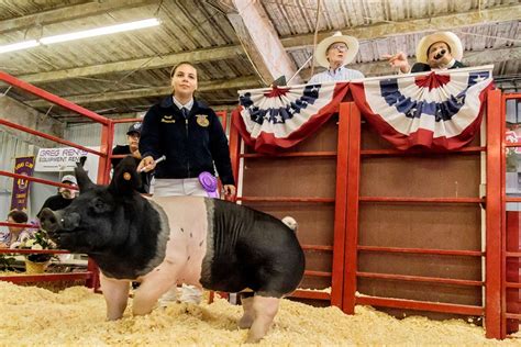 Four Fillmore Youth Named Livestock Champions at Ventura County Fair ...