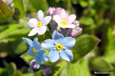 Cây Hoa lưu ly (Forget me not) - Ý nghĩa phía sau của loài hoa nhẹ nhàng mà quyến rũ