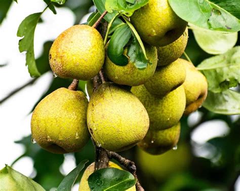 Growing Dwarf Pear Trees - A Full Guide | Agri Farming