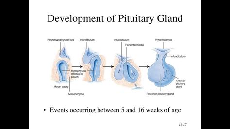 Embryology of the Pituitary Gland; Adenohypophysis and Neurohypophysis ...