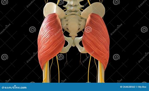 Gluteus Maximus Muscle Anatomy for Medical Concept 3D Rendering Stock ...