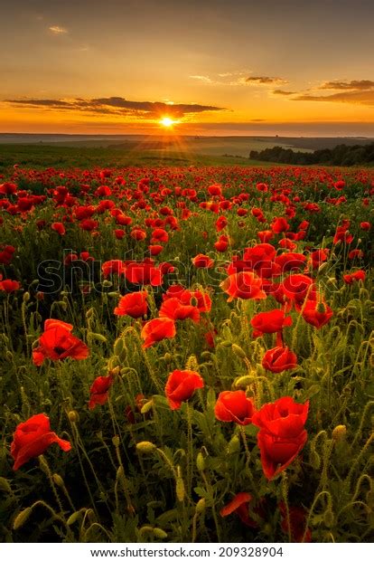 Poppy Field Sunset Stock Photo (Edit Now) 209328904