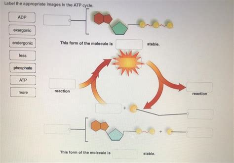 Solved Label the appropriate Images in the ATP cycle. ADP | Chegg.com