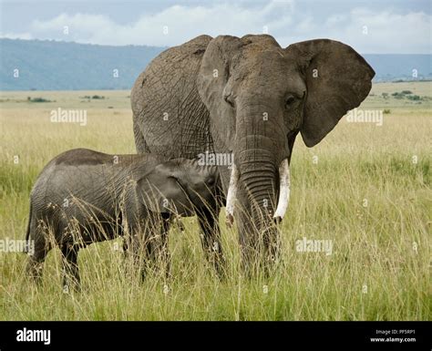 Elephant calf nursing, Masai Mara Game Reserve, Kenya Stock Photo - Alamy