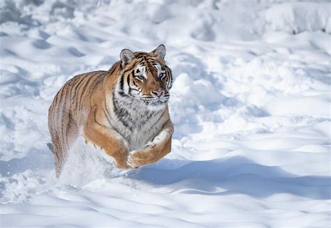 Tiger running in snow Photograph by Jack Nevitt